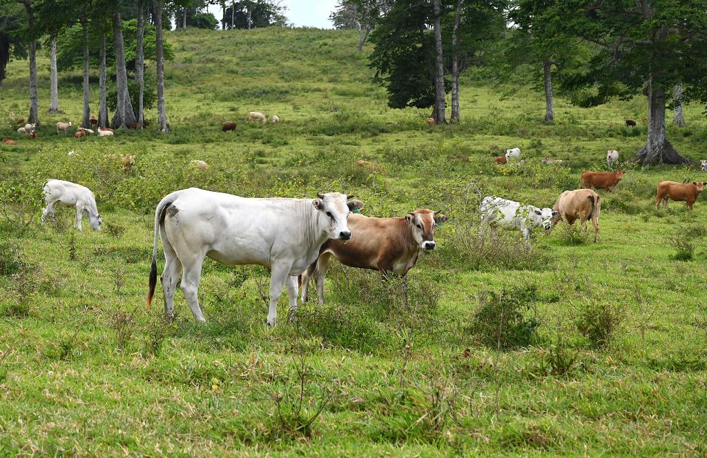 Cows crazing in Vanuatu VanKIRAP