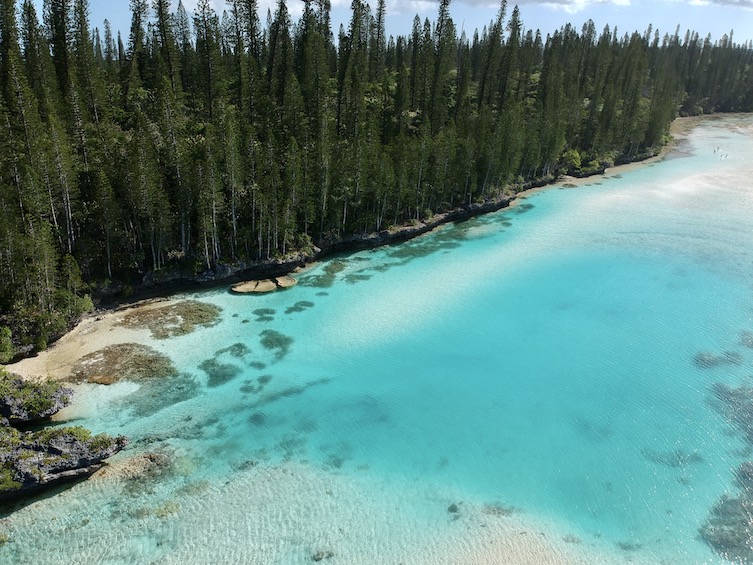 New Caledonian pines
